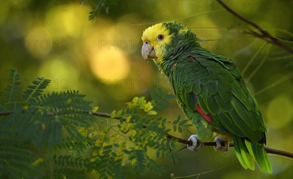 Yellow-headed amazon (Amazona ochrocephala)