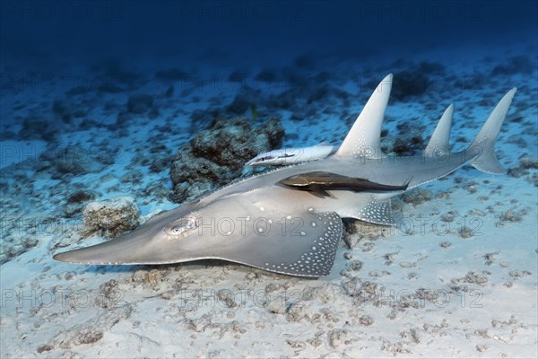 Common guitarfish (Rhynchobatus djiddensis)