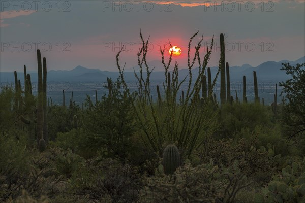 Cactus Landscape