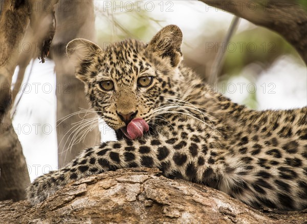 Leopard (Panthera pardus) Kitten on tree