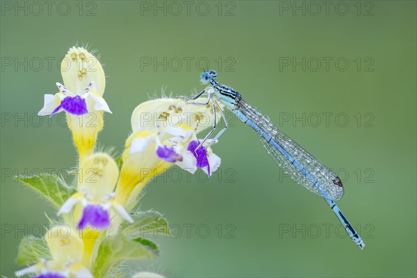 White-legged damselfly (Platycnemis pennipes)