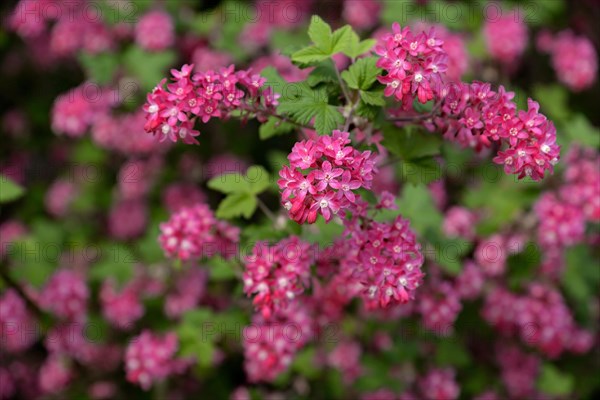 Flowering currant (Ribes sanguineum)