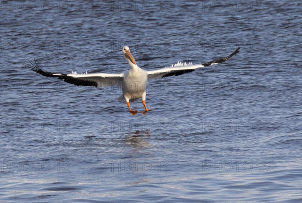 American white pelican (Pelecanus erythrorhynchos) landing on water