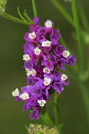 Sea Lavender (Limonium)