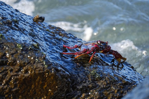 Red rock crab (Grapsus adscensionis) on wet rock