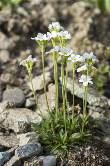 Blunt-leaved man's shield (Androsace obtusifolia)