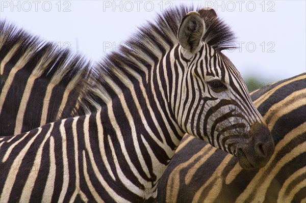 Plains Zebra (Equus quagga)