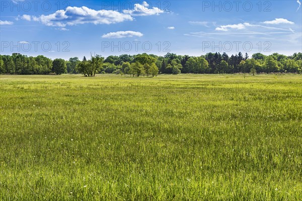 Meadow in the nature reserve Monchbruch