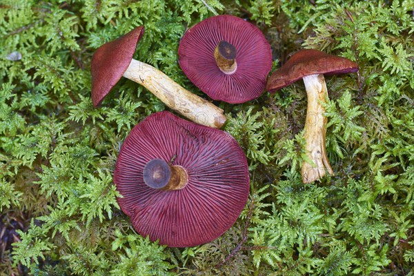 Skin-heads (Dermocybe) with lamellae