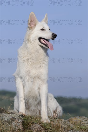 White swiss shepherd dog