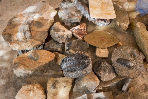Various stones with fossils