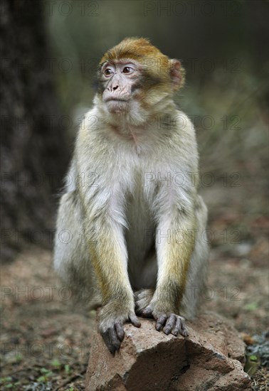 Barbary macaque (Macaca sylvanus)