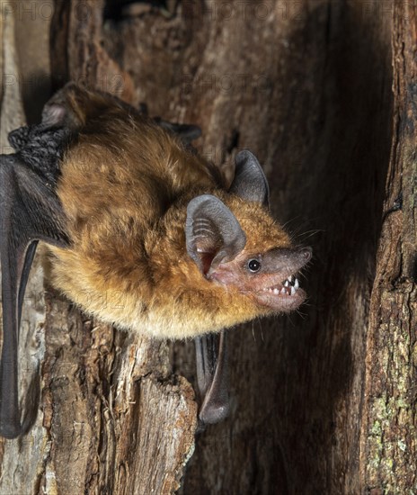 Big brown bat (Eptesicus fuscus)