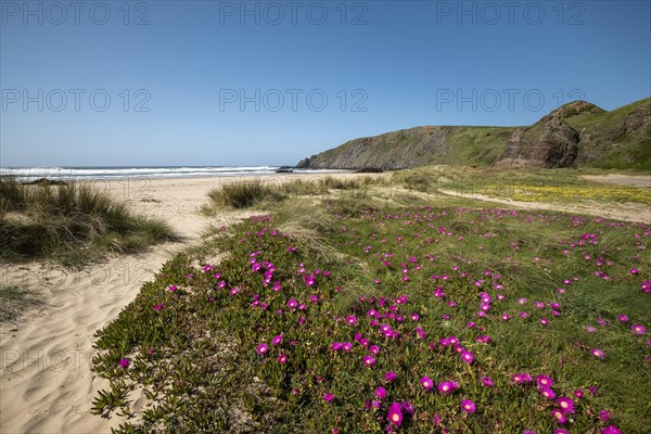 Dunes with flowers on the beach Playa de Xagos