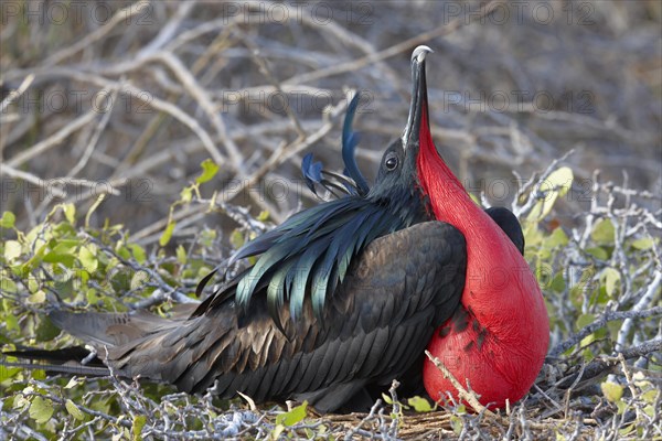 Courtshiping Great Frigatebird (Fregata minor) shows red throat sac