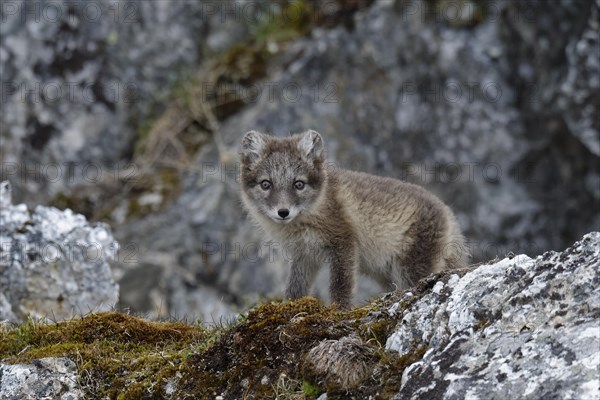 Arctic Fox (Vulpes lagopus)