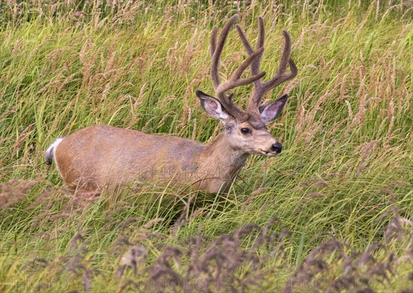 Mule deer (Odocoileus hemionus)