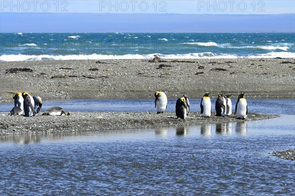 King penguins (Aptenodytes patagonicus)