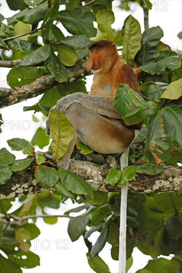 Proboscis monkey (Nasalis larvatus) sitting in the tree