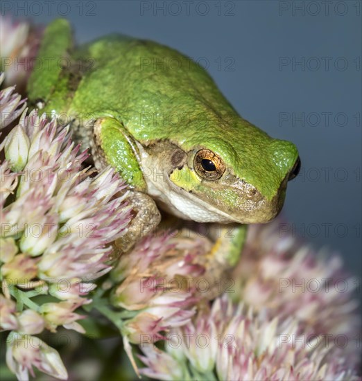 Cope's Gray Treefrog (Hyla chrysoscelis) waiting for a prey on flowers