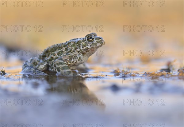 Common Toad (Bufo viridis) in the mud