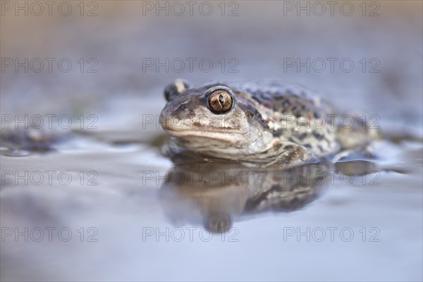 Common spadefoot (Pelobates fuscus) sits in a puddle