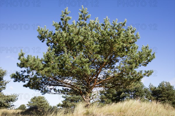 Pine (Pinus)