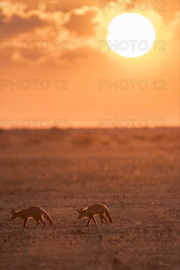 Bat-eared foxes (Otocyon megalotis)