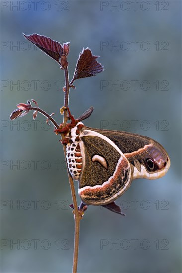 Glover's silkmoth (Hyalophora gloveri)