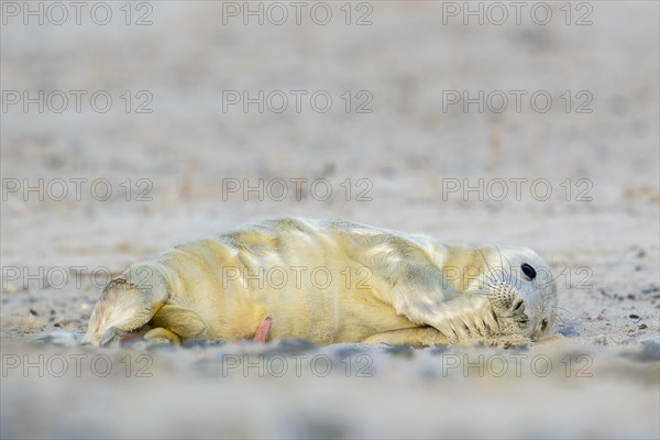 Grey seal (Halichoerus grypus)