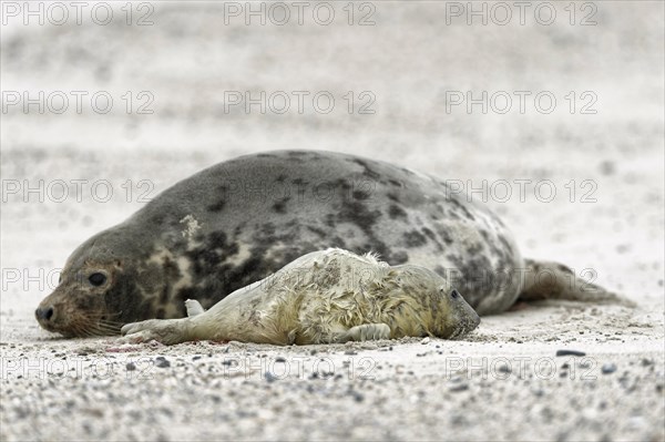 Grey seals (Halichoerus grypus)