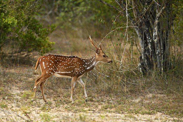 Chital (Axis axis)