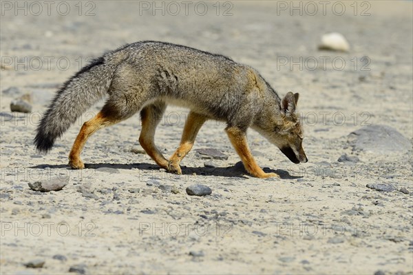 South American gray fox (Lycalopex griseus)