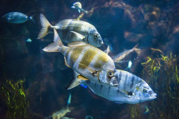 Zebra seabream (Diplodus cervinus) and sand steenbras (Lithognathus mormyrus) in an aquarium