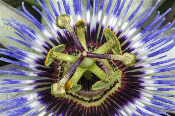 Blue passion flower (Passiflora caerulea)