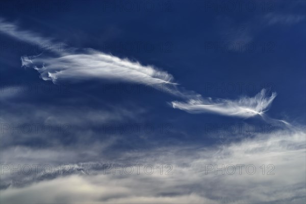 Wind ruffled feather clouds (Cirrus) in front of a blue sky