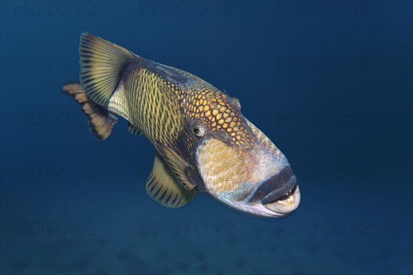 Titan triggerfish (Balistoides viridescens)