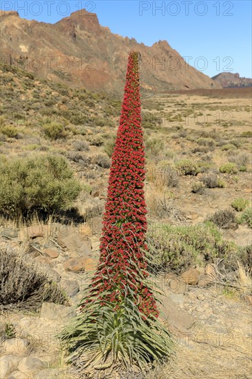 Flowering Echium wildpretii (Echium wildpretii)