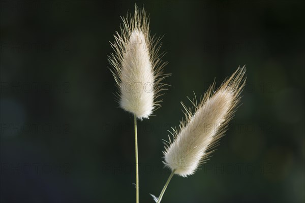 Hares tail grass (Lagurus ovatus)