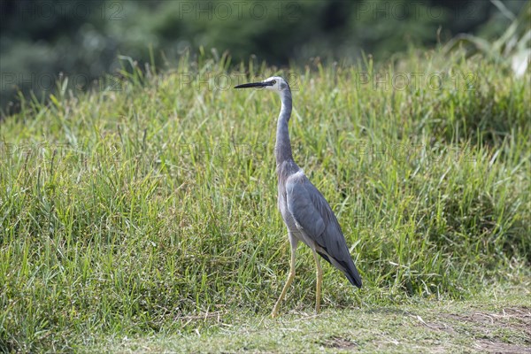 White-faced Heron (Egretta novaehollandiae)