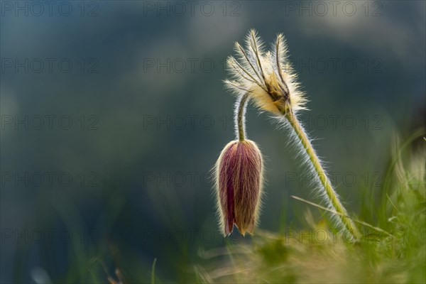 Alpine pasqueflower (Pulsatilla alpina) against a dark background