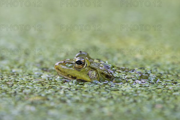 Green frog (Rana esculenta)