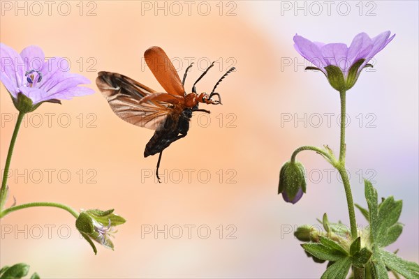 Black-headed Cardinal beetle (Pyrochroa coccinea)