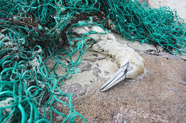 Gannet (Morus bassanus)