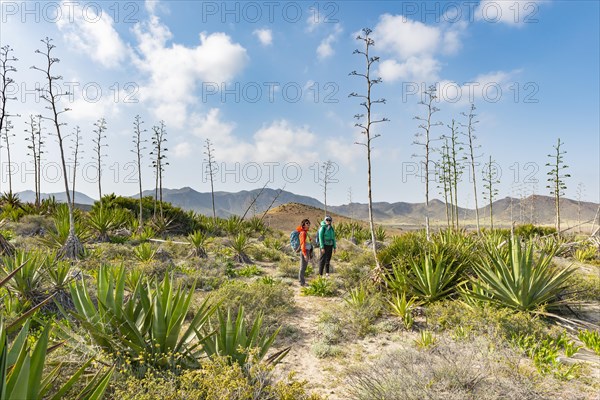 Hiker among overgrown dunes with agaves