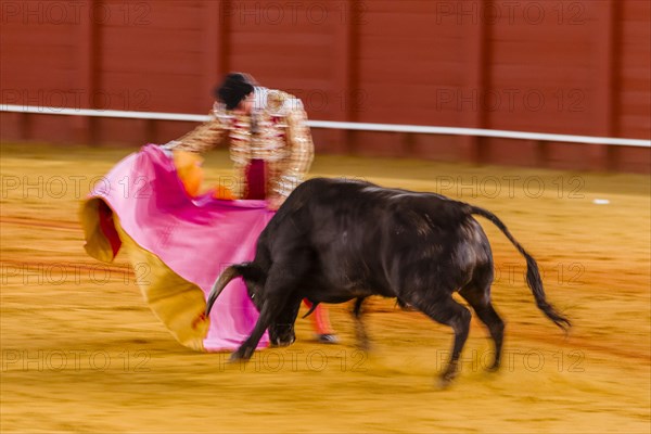 Racing bull with matador