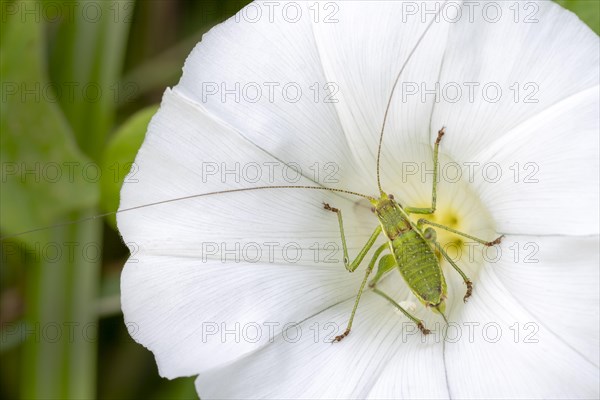 Great green bush cricket (Tettigonia viridissima) sits on the blossom of a fence wind (Calystegia sepium)