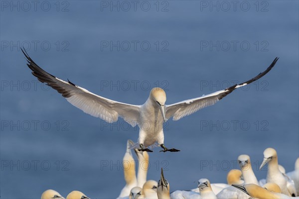 Northern gannet (Morus bassanus) on approach