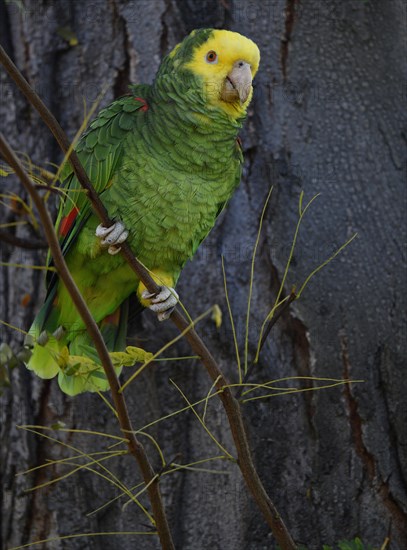 Yellow-headed amazon (Amazona ochrocephala)