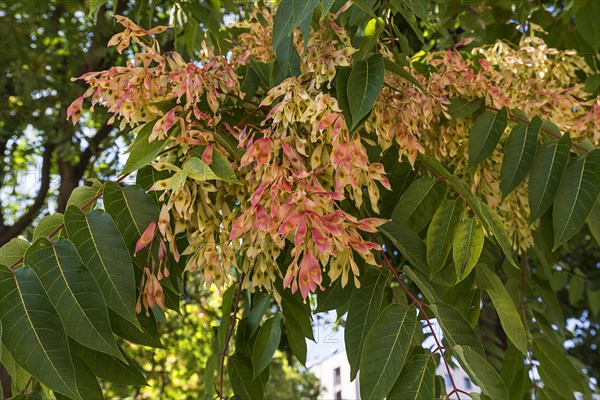 Fruits from Tree of heaven (Ailanthus altissima)